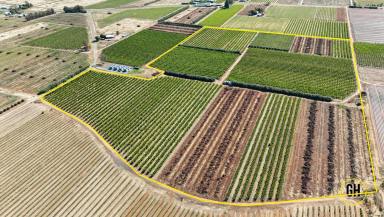 Horticulture For Sale - VIC - Tresco - 3583 - Prime Irrigated Horticulture Property – 12.96ha with Established Orchards  (Image 2)