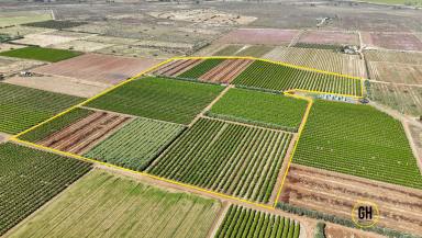 Horticulture For Sale - VIC - Tresco - 3583 - Prime Irrigated Horticulture Property – 12.96ha with Established Orchards  (Image 2)