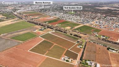 Viticulture For Sale - NSW - Bilbul - 2680 - Lifestyle allotment - Large shed and minutes from town  (Image 2)