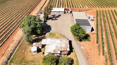 Viticulture For Sale - NSW - Bilbul - 2680 - Lifestyle allotment - Large shed and minutes from town  (Image 2)