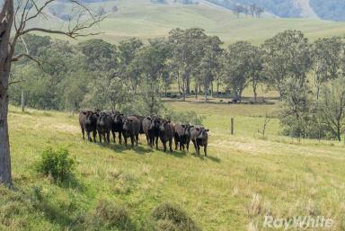 Lifestyle Auction - NSW - East Gresford - 2311 - Productivity, Water Security & Rural Charm  (Image 2)