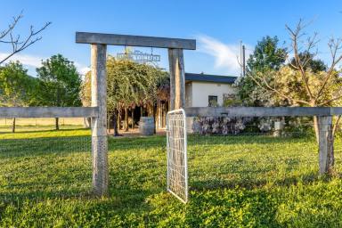 Lifestyle For Sale - NSW - Mudgee - 2850 - 80 ACRES, CHARMING COTTAGE & SOME OF THE BEST VIEWS IN MUDGEE  (Image 2)