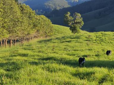 Lifestyle Auction - NSW - Gloucester - 2422 - Over A Century of Proven Gloucester Productivity  (Image 2)