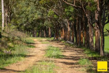 Lifestyle For Sale - NSW - Gloucester - 2422 - Historic Waukivory Valley Holding  (Image 2)