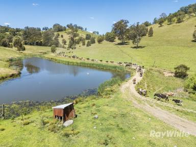 Lifestyle Auction - NSW - Gloucester - 2422 - Over A Century of Proven Gloucester Productivity  (Image 2)