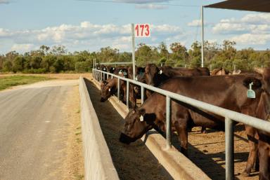Livestock For Sale - QLD - Toowoomba City - 4350 - MORT & CO'S GOGANGO FEEDLOT DEVELOPMENT SITE  (Image 2)