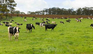 Cropping For Sale - TAS - Forest - 7330 - PREMIUM IRRIGATION - CIRCULAR HEAD REGION  (Image 2)