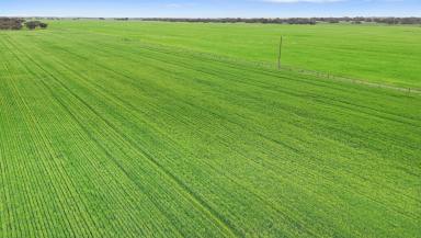 Mixed Farming For Sale - SA - Bordertown - 5268 - Renowned Large Scale Merino, Cattle Breeding & Cropping Property - Outstanding Infrastructure  (Image 2)