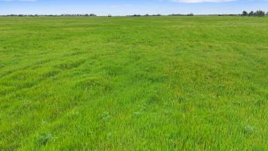 Mixed Farming For Sale - SA - Bordertown - 5268 - Renowned Large Scale Merino, Cattle Breeding & Cropping Property - Outstanding Infrastructure  (Image 2)