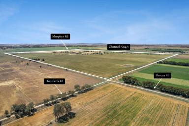 Mixed Farming For Sale - VIC - Calivil - 3573 - Productive Mixed Farming Opportunity – Central Victorian Heartland  (Image 2)