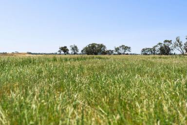 Mixed Farming For Sale - VIC - Calivil - 3573 - Productive Mixed Farming Opportunity – Central Victorian Heartland  (Image 2)
