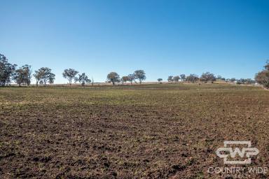 Mixed Farming For Sale - NSW - Emmaville - 2371 - Productive Cropping & Grazing Opportunity  (Image 2)