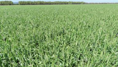 Cropping Auction - SA - Glenroy - 5277 - Prime Cropping (Image 2)