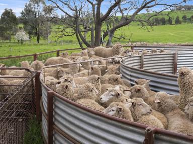 Mixed Farming For Sale - VIC - Bungeet West - 3726 - "St Hillier" - Prime Lambs & Cropping  (Image 2)