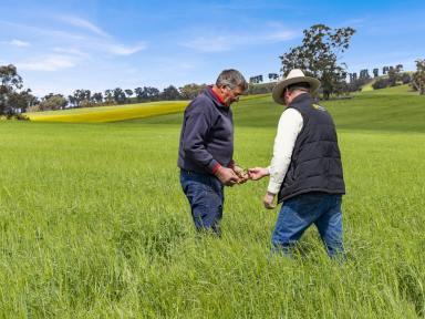Mixed Farming For Sale - VIC - Bungeet West - 3726 - "St Hillier" - Crop & Livestock Mixed Farming  (Image 2)