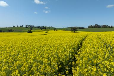 Mixed Farming For Sale - VIC - Bungeet West - 3726 - "St Hillier" - Mega Mixed Farming!  (Image 2)