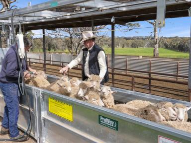 Mixed Farming For Sale - VIC - Bungeet West - 3726 - "St Hillier" - Prime Lambs & Cropping  (Image 2)