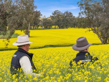 Mixed Farming For Sale - VIC - Bungeet West - 3726 - "St Hillier" - Mega Mixed Farming!  (Image 2)
