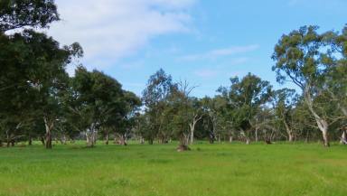 Livestock Auction - SA - Monbulla - 5277 - Well worth a look! 208 Acres close to Penola.  (Image 2)