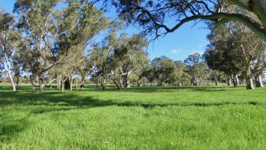 Livestock Auction - SA - Monbulla - 5277 - Well worth a look! 208 Acres close to Penola.  (Image 2)