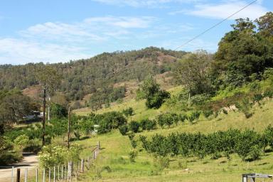 Commercial Farming For Lease - NSW - Bowman - 2422 - Commercial Lease 5.13 ha Hazelnut Orchard & Agritourism Opportunity (Image 2)