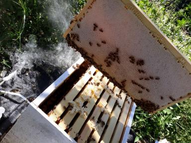 Business For Sale - NSW - Bowman - 2422 - Sustainable Hazelnut & Agritourism Business Opportunity  (Image 2)