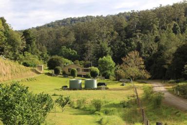 Business For Sale - NSW - Bowman - 2422 - Sustainable Hazelnut & Agritourism Business Opportunity (Image 2)