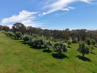 Other (Rural) For Sale - NSW - Lyndhurst - 2797 - 25acres* - Building Entitlement – The Perfect Rural Lifestyle Block!  (Image 2)