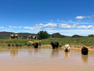 Other (Rural) For Sale - NSW - Lyndhurst - 2797 - 25acres* - Building Entitlement – The Perfect Rural Lifestyle Block!  (Image 2)