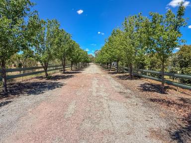 House For Sale - NSW - Leeton - 2705 - AMAZING - BEYOND BELIEF (Image 2)