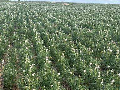 Mixed Farming For Sale - SA - Karoonda - 5307 - Renowned Wynarka Cropping Region  (Image 2)