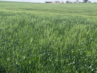 Mixed Farming For Sale - SA - Karoonda - 5307 - Renowned Wynarka Cropping Region  (Image 2)