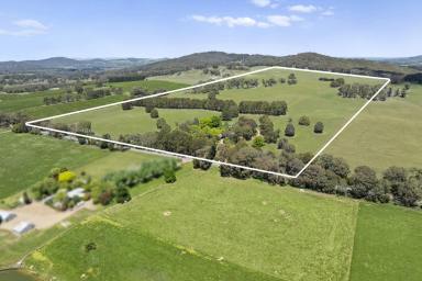 Other (Rural) For Sale - VIC - Boho South - 3669 - Premium Rural Holding – Quality Infrastructure & Versatile Grazing (Image 2)