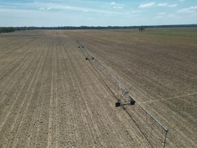 Mixed Farming For Sale - NSW - Twin Rivers - 2410 - Dumaresq River Cropping Opportunity  (Image 2)