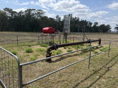Mixed Farming For Sale - NSW - Twin Rivers - 2410 - Dumaresq River Cropping Opportunity (Image 2)