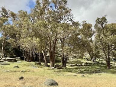 Other (Rural) For Sale - WA - Gwambygine - 6302 - "Gwambygine Hill" 341 ASL 11Km from York Town Centre. (Image 2)