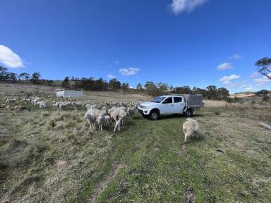 Lifestyle For Sale - NSW - Bannaby - 2580 - 480 Country Acres, Creek, Dams, Rolling Hills, Beautiful Views.. (Image 2)