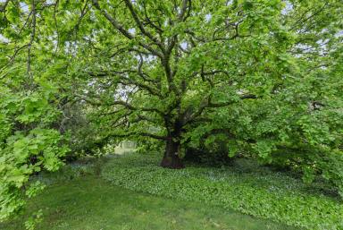 House For Sale - VIC - Woodend - 3442 - Character, takes time to become. (Image 2)