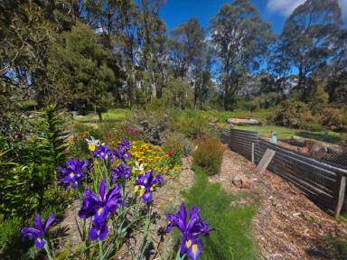 Residential Block For Sale - TAS - Mole Creek - 7304 - Secure Your Slice of Tasmania!  (Image 2)