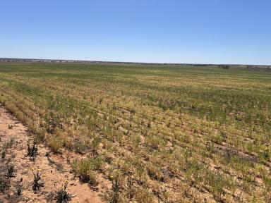 Mixed Farming For Sale - SA - Nildottie - 5238 - Dryland Cropping or Livestock on Good Arable Land.  (Image 2)