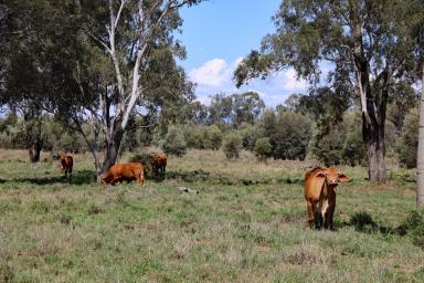 Other (Rural) Auction - QLD - Orange Creek - 4715 - Callide Valley Scrub Close to Biloela  (Image 2)