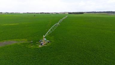 Cropping For Sale - SA - Tintinara - 5266 - A Versatile Irrigation Opportunity supporting Grazing and Fodder Production (Image 2)