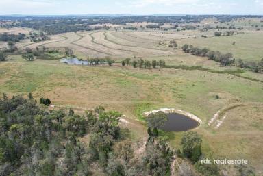 Mixed Farming For Sale - NSW - Inverell - 2360 - 'SANDY CREEK' - PRODUCTIVE GRAZING & CROPPING  (Image 2)