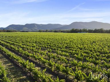 Other (Rural) For Sale - NSW - Pokolbin - 2320 - Wine Country Royalty  (Image 2)