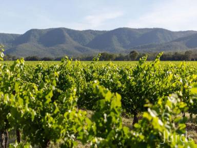 Other (Rural) For Sale - NSW - Pokolbin - 2320 - Wine Country Royalty  (Image 2)