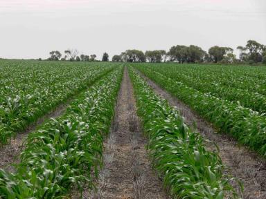 Mixed Farming For Sale - NSW - Moree - 2400 - North Prairie  (Image 2)