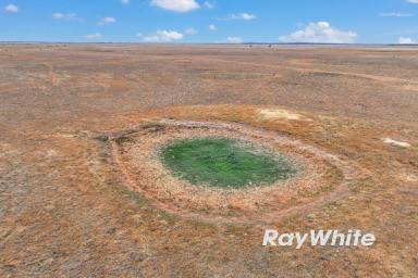 Mixed Farming Auction - VIC - Patho - 3564 - Upcoming Auction - 455 Acres (Approx.) (Image 2)