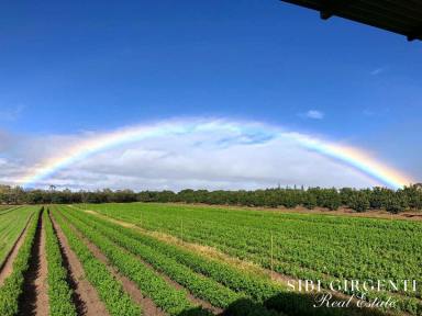 Cropping For Sale - QLD - Arriga - 4880 - 213Ha Horticultural Enterprise with Multiple Income Streams (Image 2)