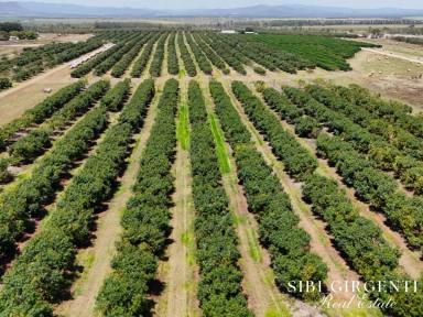 Cropping For Sale - QLD - Arriga - 4880 - 213Ha Horticultural Enterprise with Multiple Income Streams (Image 2)