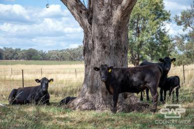 Mixed Farming For Sale - NSW - Inverell - 2360 - Fully Renovated 4 Bedroom Home & Quality Grazing Land with Cultivation Options  (Image 2)